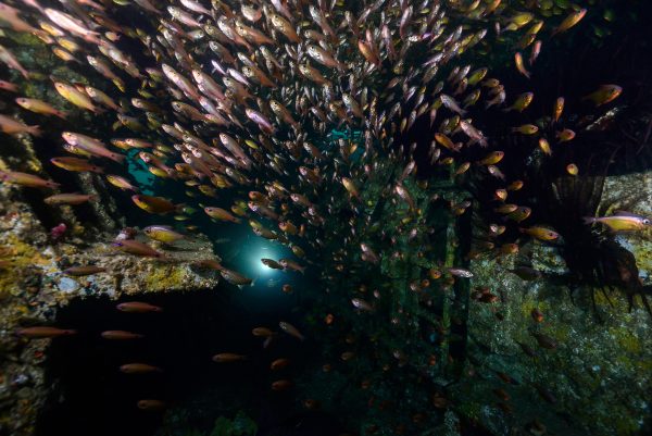 Fish at HMAS Brisbane wreck - Matt Shephard-web