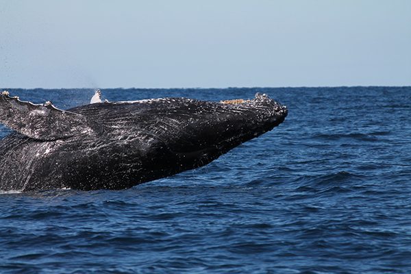 humpback-flip-web