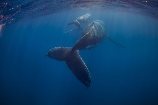 Mum-Calf-tails_MG_3402Credit-Migration-Media-Underwater-Imaging