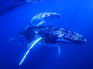 Mum & calf upclose 1_MG_3383Credit Migration Media - Underwater Imaging-Crop-web