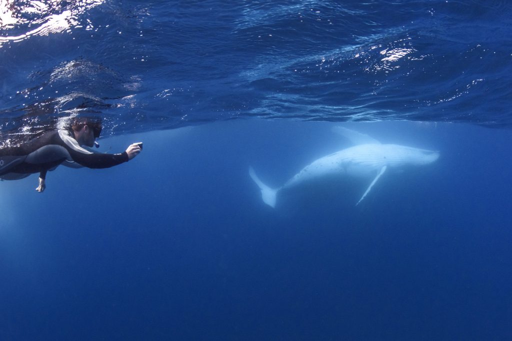 Swimmer photgraphing whale belly_DSC6530 Credit Migration Media - Underwater Imaging - WEB