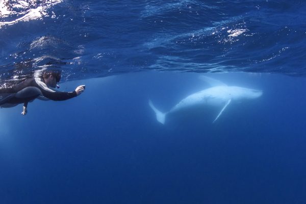 Swimmer-photgraphing-whale-belly_DSC6530-Credit-Migration-Media-Underwater-Imaging-WEB