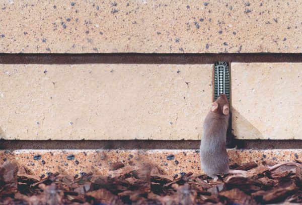 Mice can't access weep holes with a Weepa Protector
