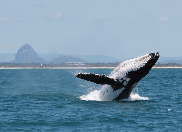 whale-breaching-in-front-of-glasshouse-mtns-1-photo-by-katie-jackson-web