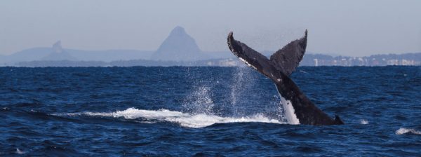 Whale-tail-Glasshouse-in-background-1---CROP