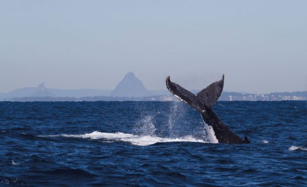 Whale-tail-Glasshouse-in-background-1---credit-Brett-Wortman