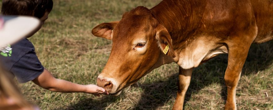 061.Yabbaloumba-feeding-cows