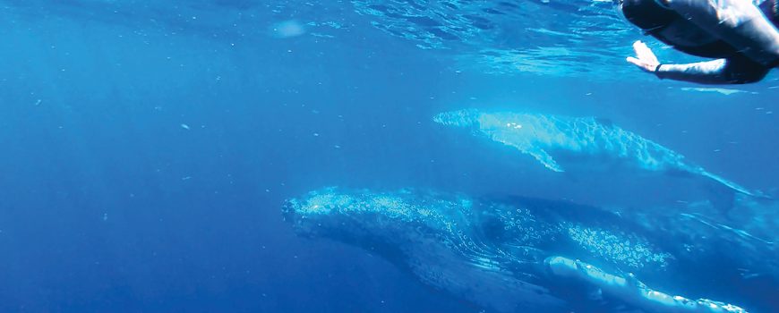 swimmer-waving-to-whale-mum-and-calf-large-web