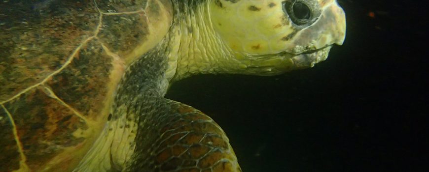 Turtle at night on HMAS Brisbane-web