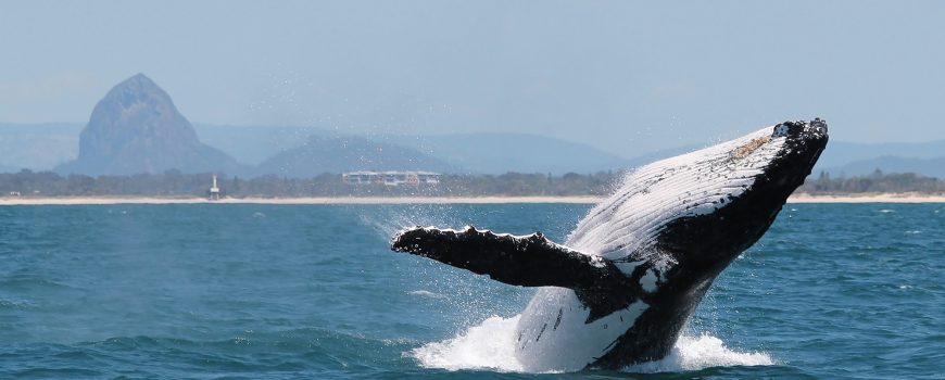 whale-breaching-in-front-of-glasshouse-mtns-1-photo-by-katie-jackson-web