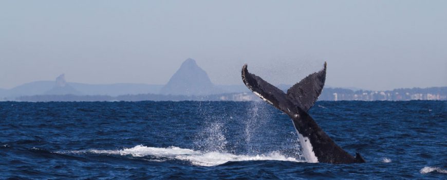 Whale-tail-Glasshouse-in-background-1---credit-Brett-Wortman