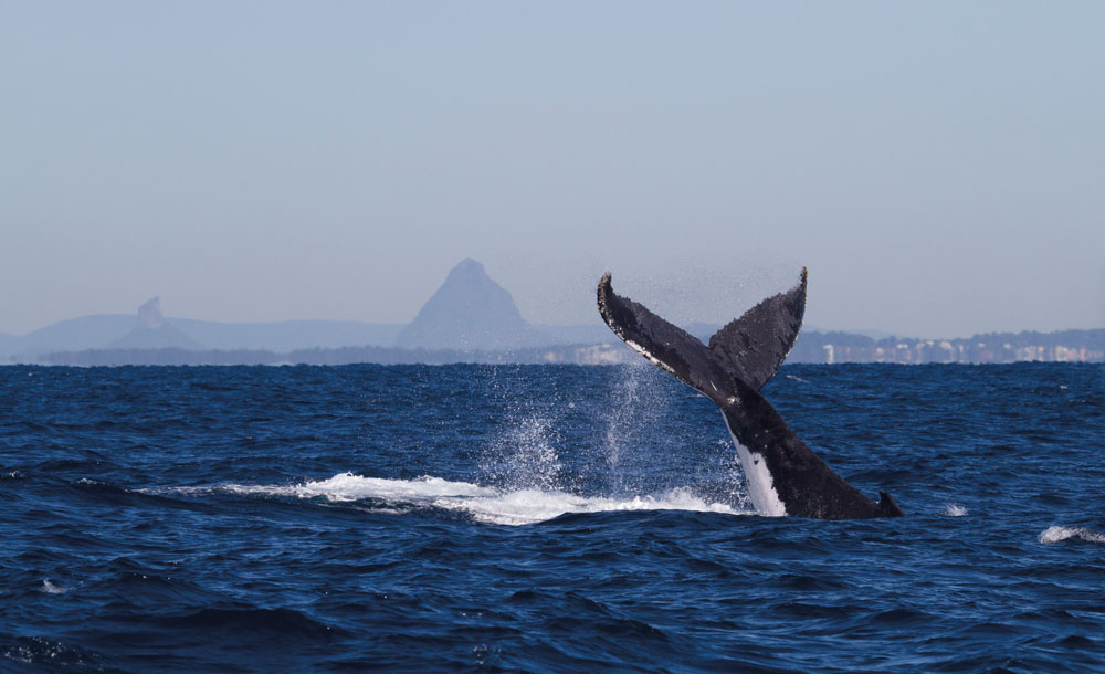 Whale-tail-Glasshouse-in-background-1---credit-Brett-Wortman