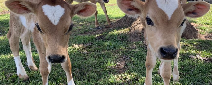 Yabba - Twin calves Honey and Henry