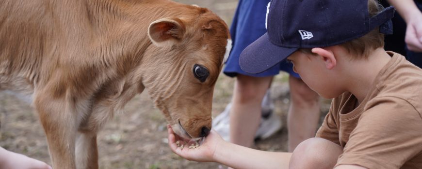 Yabbaloumba Retreat - feeding calves